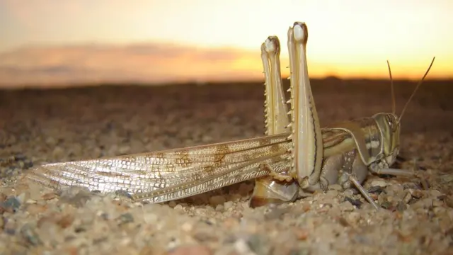 Gafanhotos do deserto