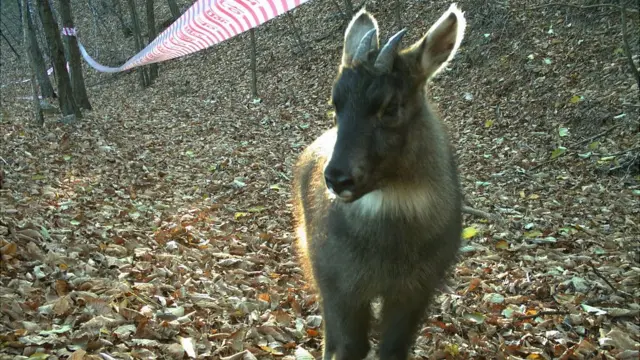 (캡션) 산양(멸종위기1급)