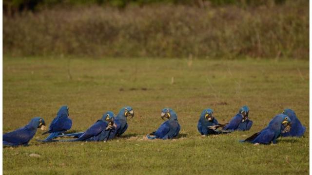 Araras comem cocos no chão