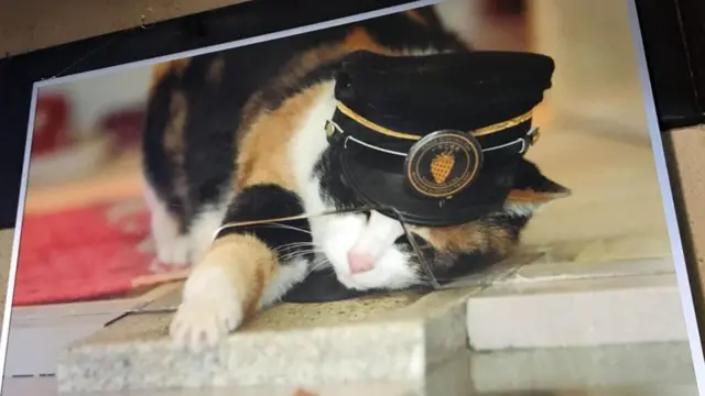 القطة التي أنقذت خطا للسكك الحديدية في اليابان