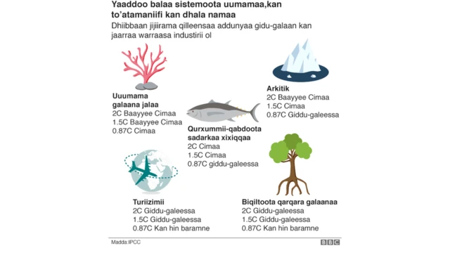 Rakkoo jijjiirama qilleensaa waa hedduuf yaaddoo ta'aa jira
