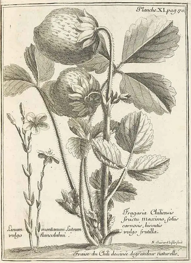 La ilustración que aparece en el libro de Frézier des las fresas de Chile del tamaño de nueces o hasta huevos.