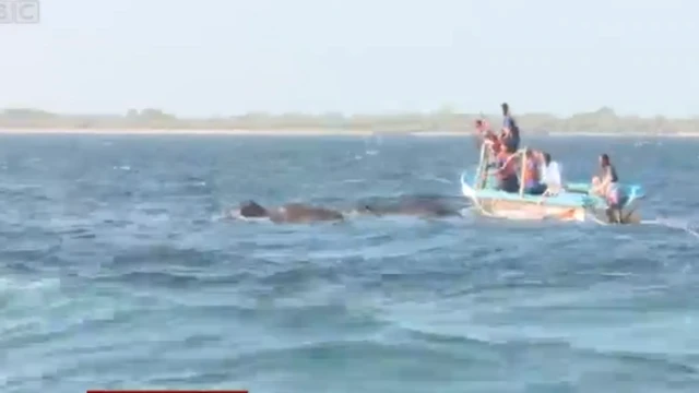 අලි දෙදෙනා බේරා ගැනීමේ මෙහෙයුම