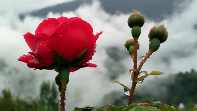 हिमाचल प्रदेशच्या मंडीमध्ये उमललेला गुलाब