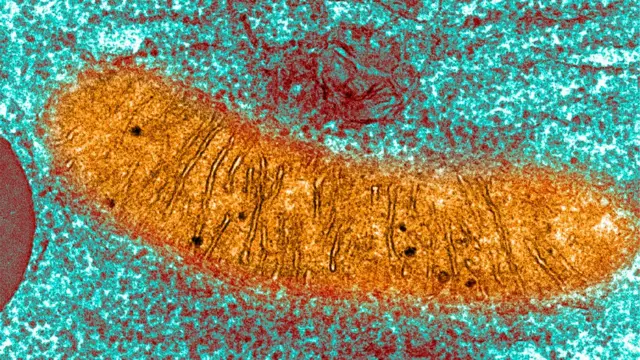 Una imagen de una mitocondria.