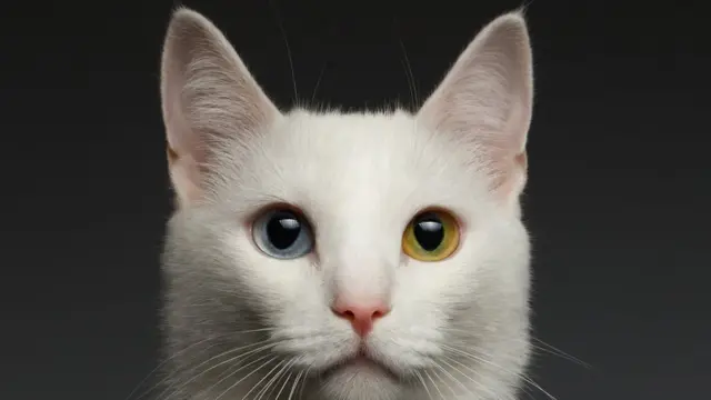 Gato con ojos de dos colores