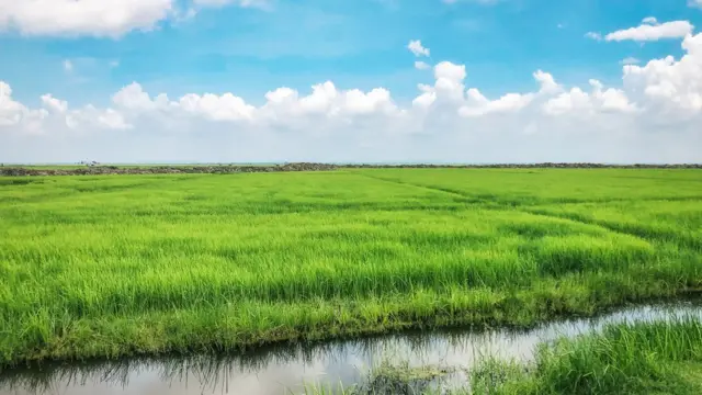 ধানের ক্ষেত।