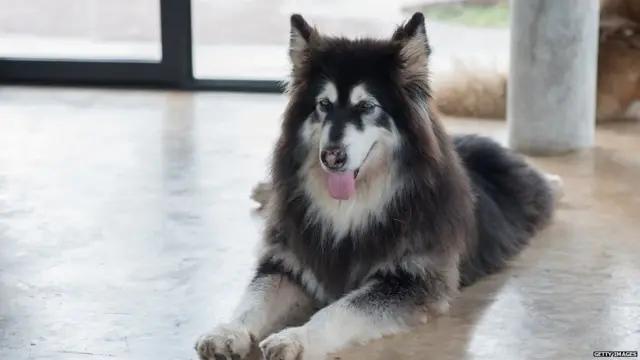 ਗੂਗਲ ਦੀ 20ਵੀਂ ਸਾਲਗਿਰਾ