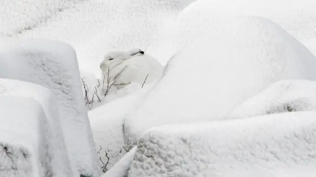 जानवरों को बचाने पर फिलहाल कोई ध्यान नहीं दे रहा