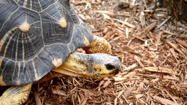 Tortuga del desierto