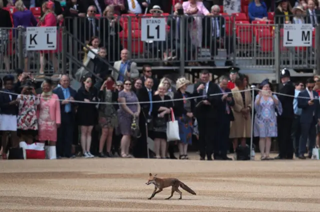 Неочікуваний гість, який теж завітав на свято Єлизавети ІІ - лондонська міська лисичка