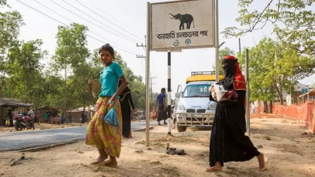 বন্য হাতি