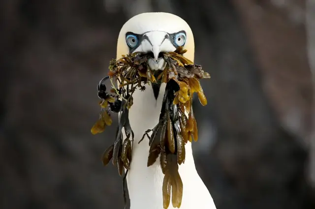 северная олуша