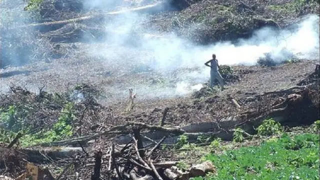 Ukataji wa miti katika msitu Mau