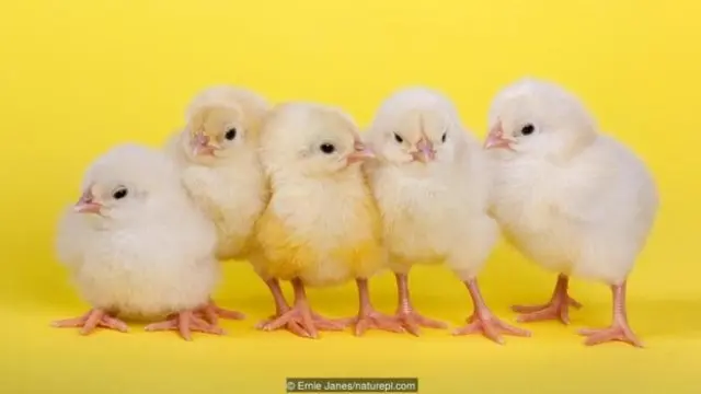 Anak ayam yang baru menetas punya kemampuan luar biasa.