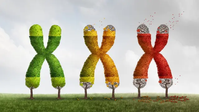 Хромосомы теряют теломеры