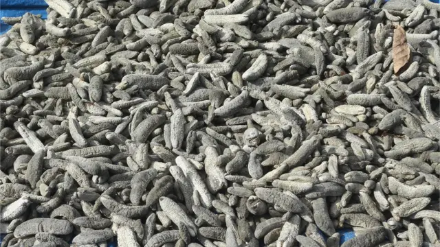 கடல் அட்டைகள்