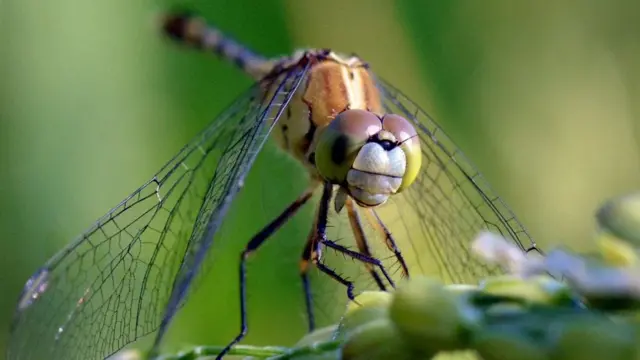 பூச்சிகள்