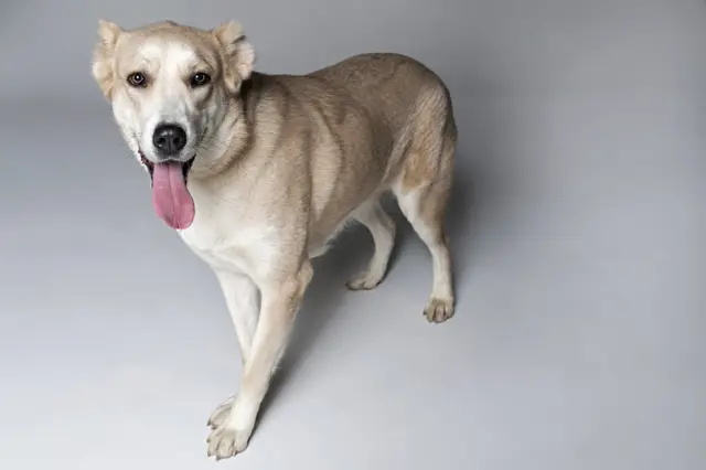 пас за удомљавање