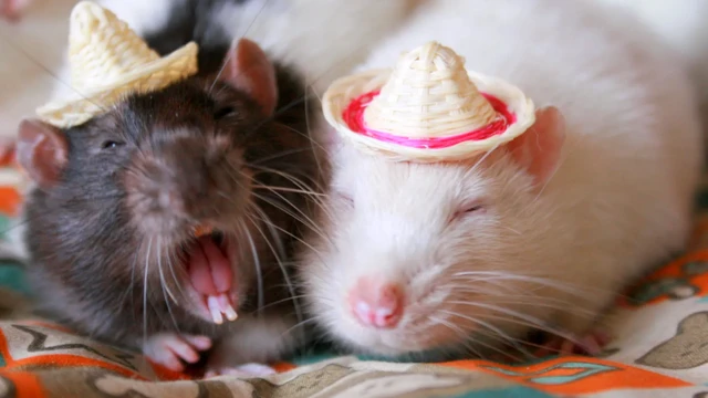 Зубы у крыс постоянно растут, и чтобы не дать им вырасти чрезмерно, крысам надо что-то грызть - например, вашу мебель