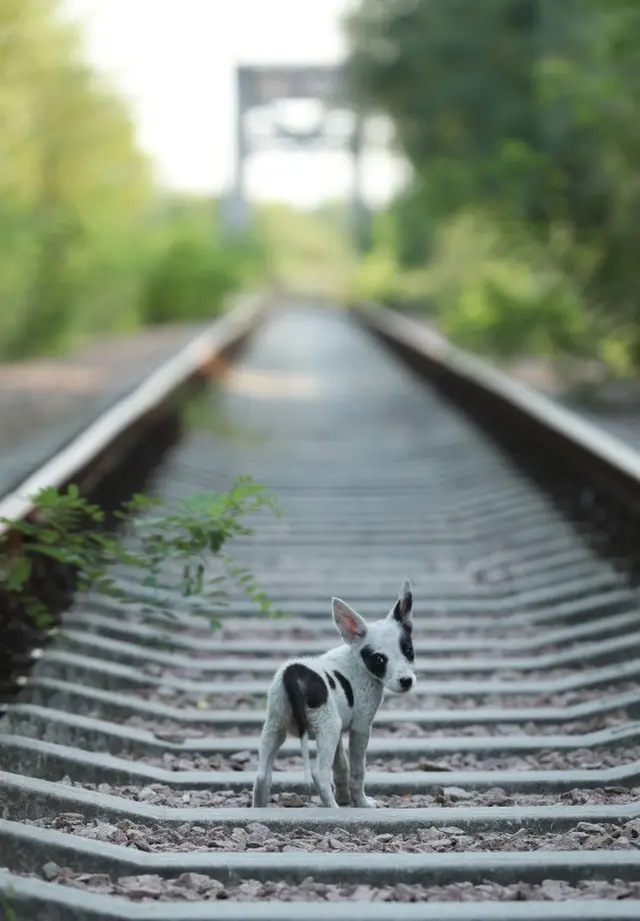 Un cachorro callejero camina a lo largo de unas vías de tren cerca de la planta nuclear de Chernóbil, en 2017.