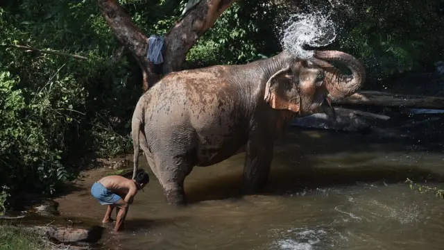"ปล่อยให้ช้างตัดสินใจเองว่ามันจะอาบน้ำยังไง" แจน ชมิดต์-เบอร์บัช องค์กรพิทักษ์สัตว์ป่าโลก