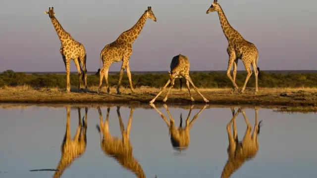 Jirafas frente a un curso de agua