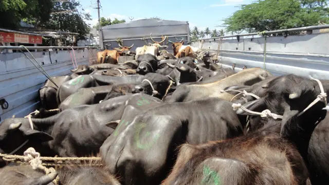 ట్రక్కులో పశువులు