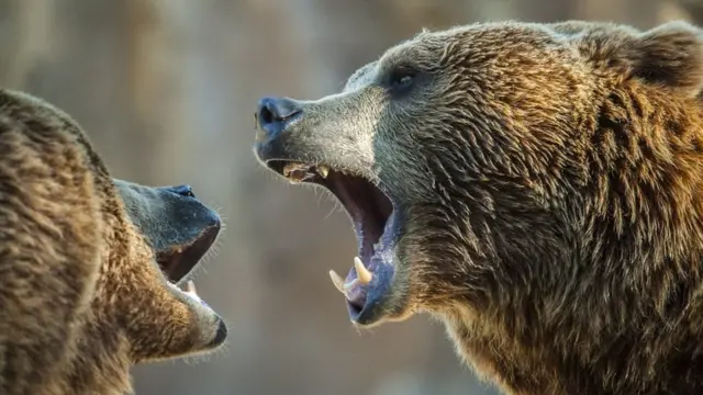 ድብ