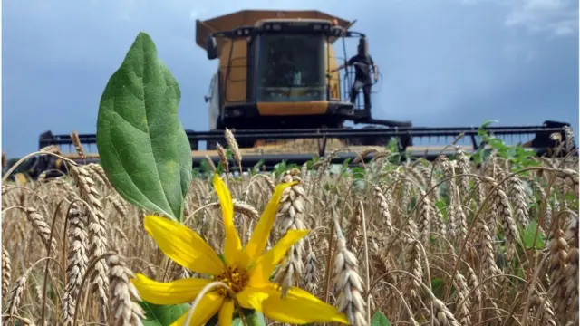 Курс гривні разом із усією економікою і надалі дуже залежить від того, яким буде врожай зерна і ціни на світових ринках