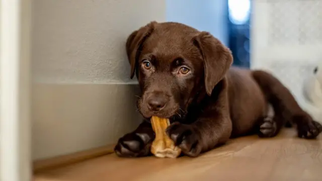 Cachorro se divertindo com seu brinquedo