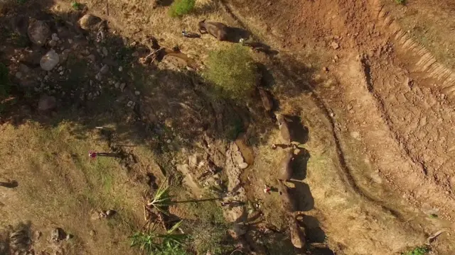 ช้างบ้านกลับถิ่น