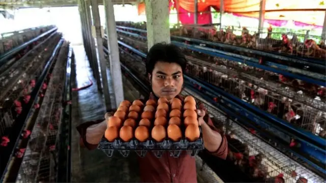 ২০১৯ সালে বাংলাদেশের খামারগুলোয় মোট ডিম উৎপাদিত হয়েছে ১ হাজার ৭১১ কোটি।