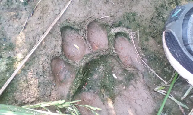 आदमखोर बाघ, शिकार