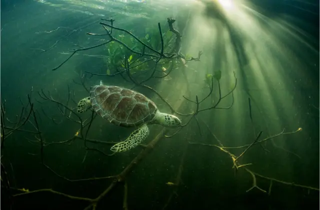 A green turtle swims amongst mangrove tree roots in the Bahamas