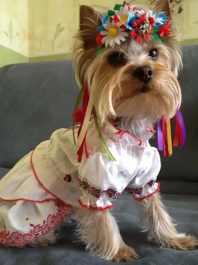 Вишиванка