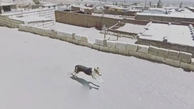 Un perro corre en un calle solitaria en Arequipa, Perú
