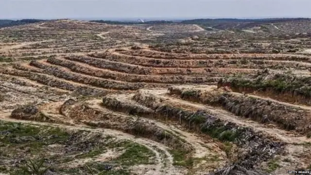 पाम तेलाची शेती