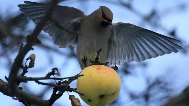 manzanas