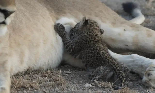 هنوز مشخص نیست که چه بر سر مادر توله پلنگ آمده