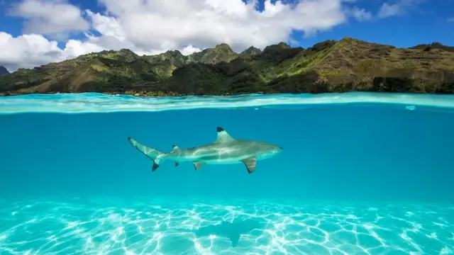 상어와 가오리 같은 특정 생물은 케이블에서 나오는 전기 신호에 더 민감할 수 있다