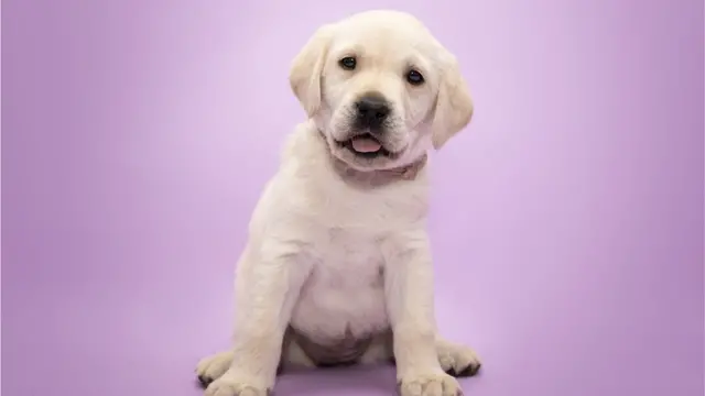 વાનર અને કૂતરાંના સંઘર્ષની કહાણીમાં સત્ય શું?