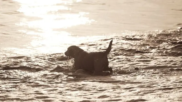 Некоторые собаки не могут пережить смерти своих хозяев и тоже умирают