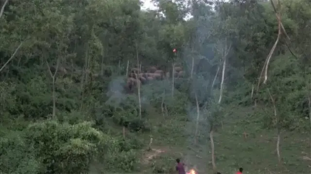 হাতি তাড়াতে বনভূমির ভেতরেই মানুষ আগুন জ্বালিয়ে দেয়