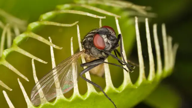 Венерина мухоловка