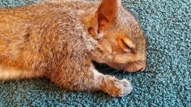 마취를 한 다람쥐