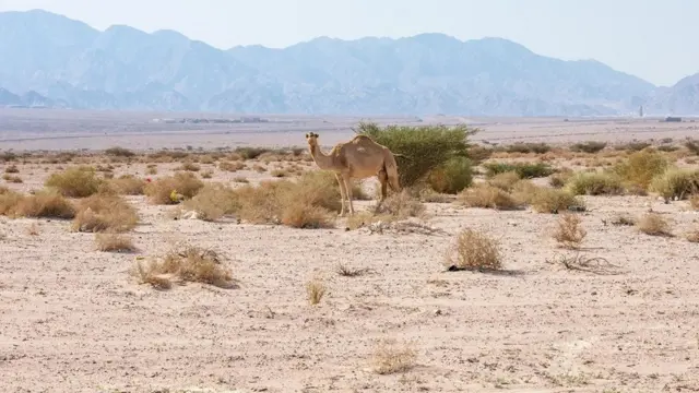 جمل يبحث عن العشب في الصحراء