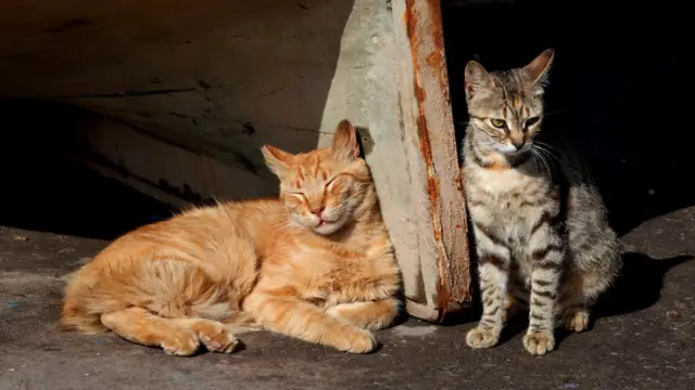 Увы, домашние кошки часто оказываются на улице