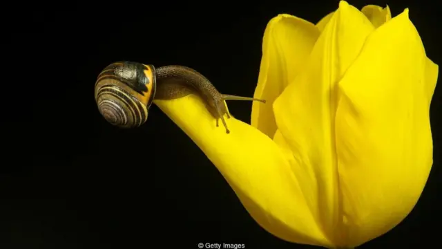 महिलाएं