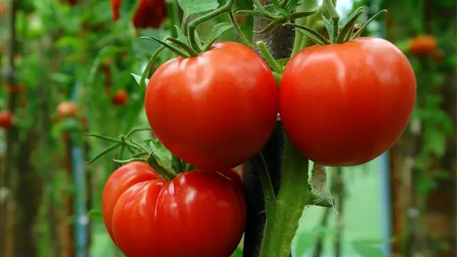 Tomato